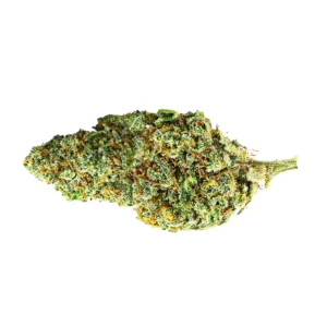 AMNESIA-INDOOR